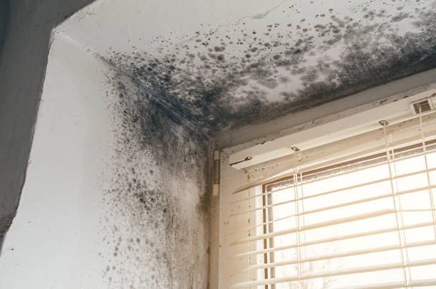 Affordable Mold Cleanup solutions in Bowie, MD