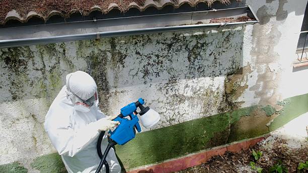 Top rated local Mold Cleanup specialists in Bowie, MD